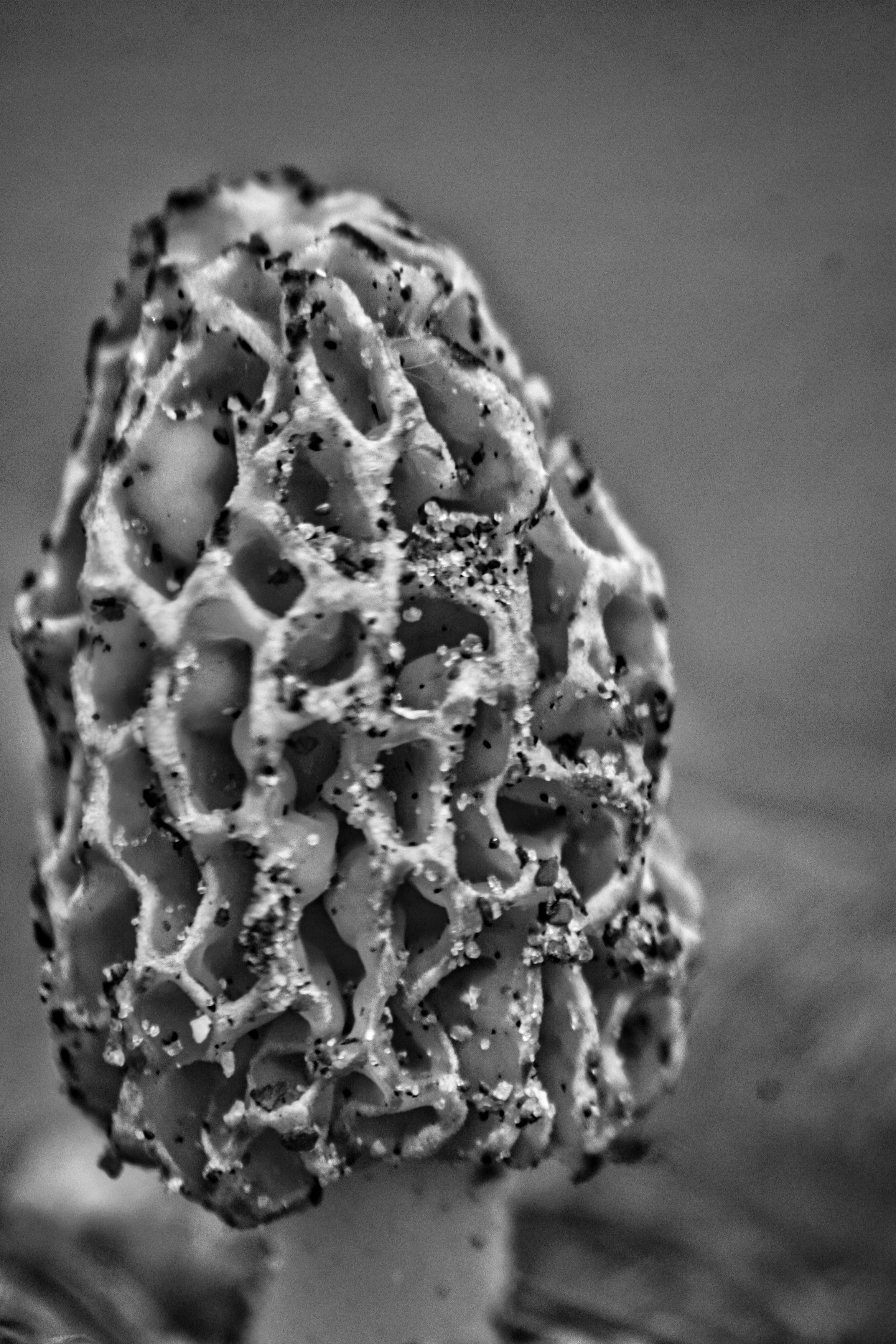 Mushroom